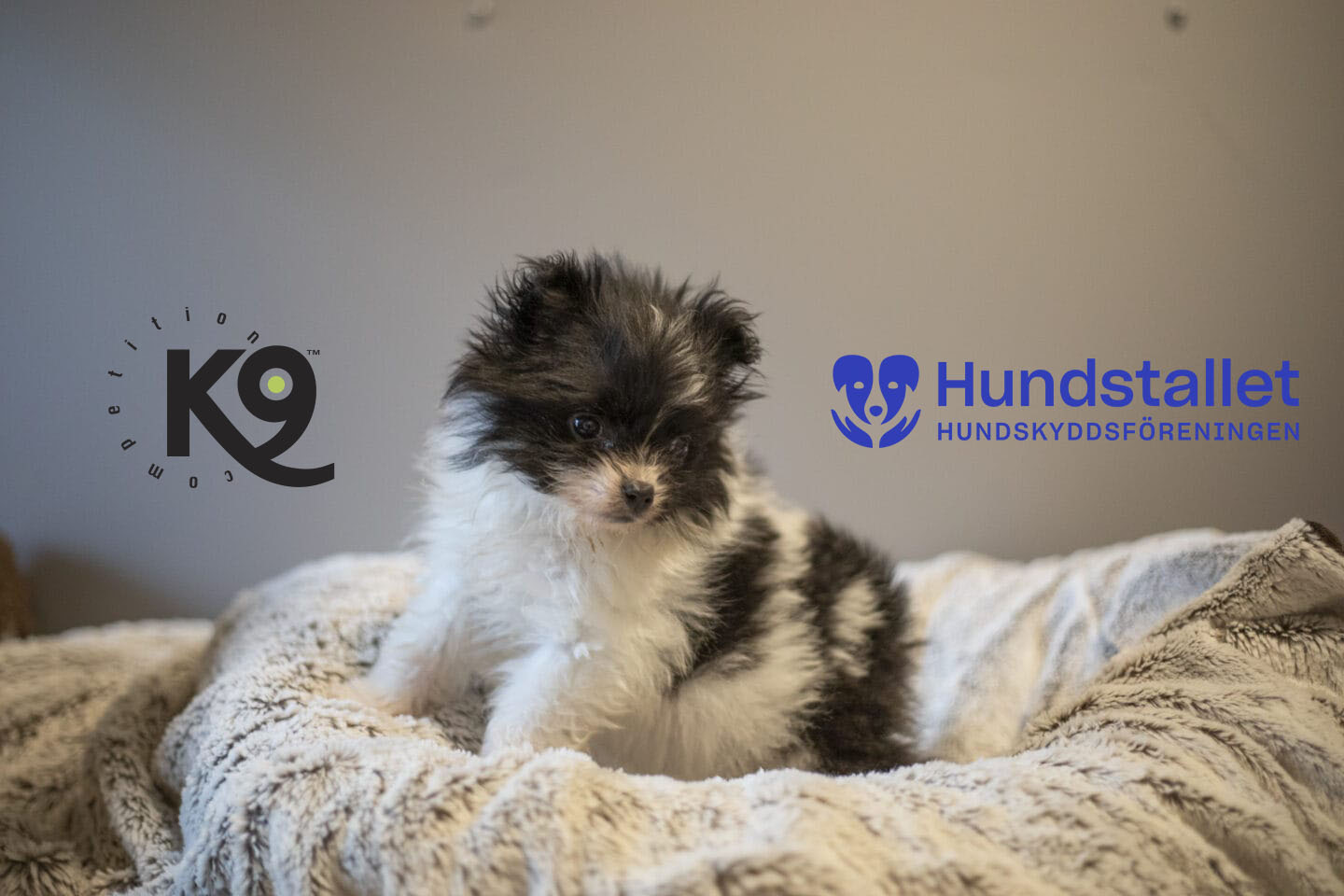 K9 Competition inleder samarbete med Hundstallet
