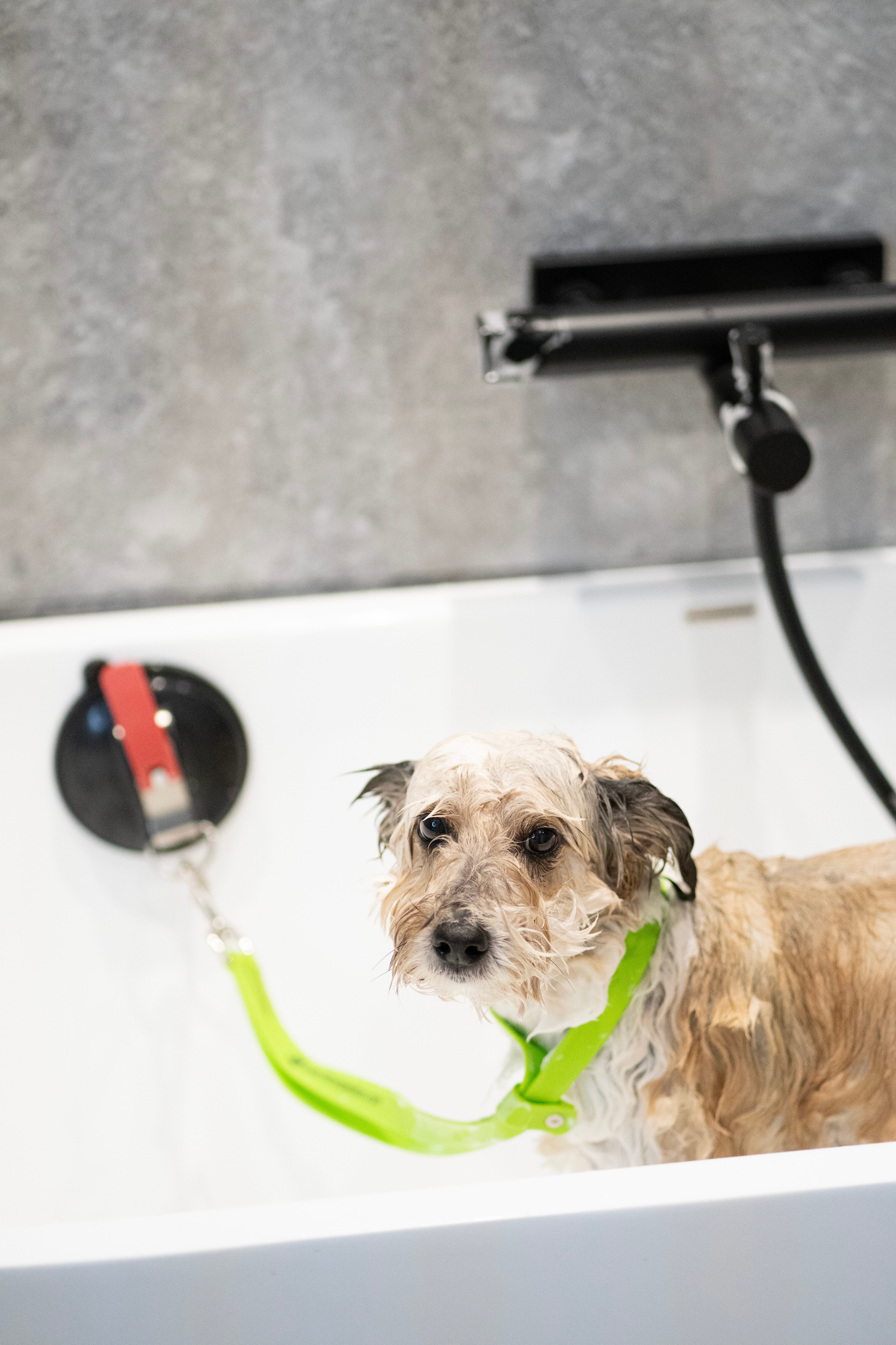 K9 Grooming Loop & Suction Cup Set