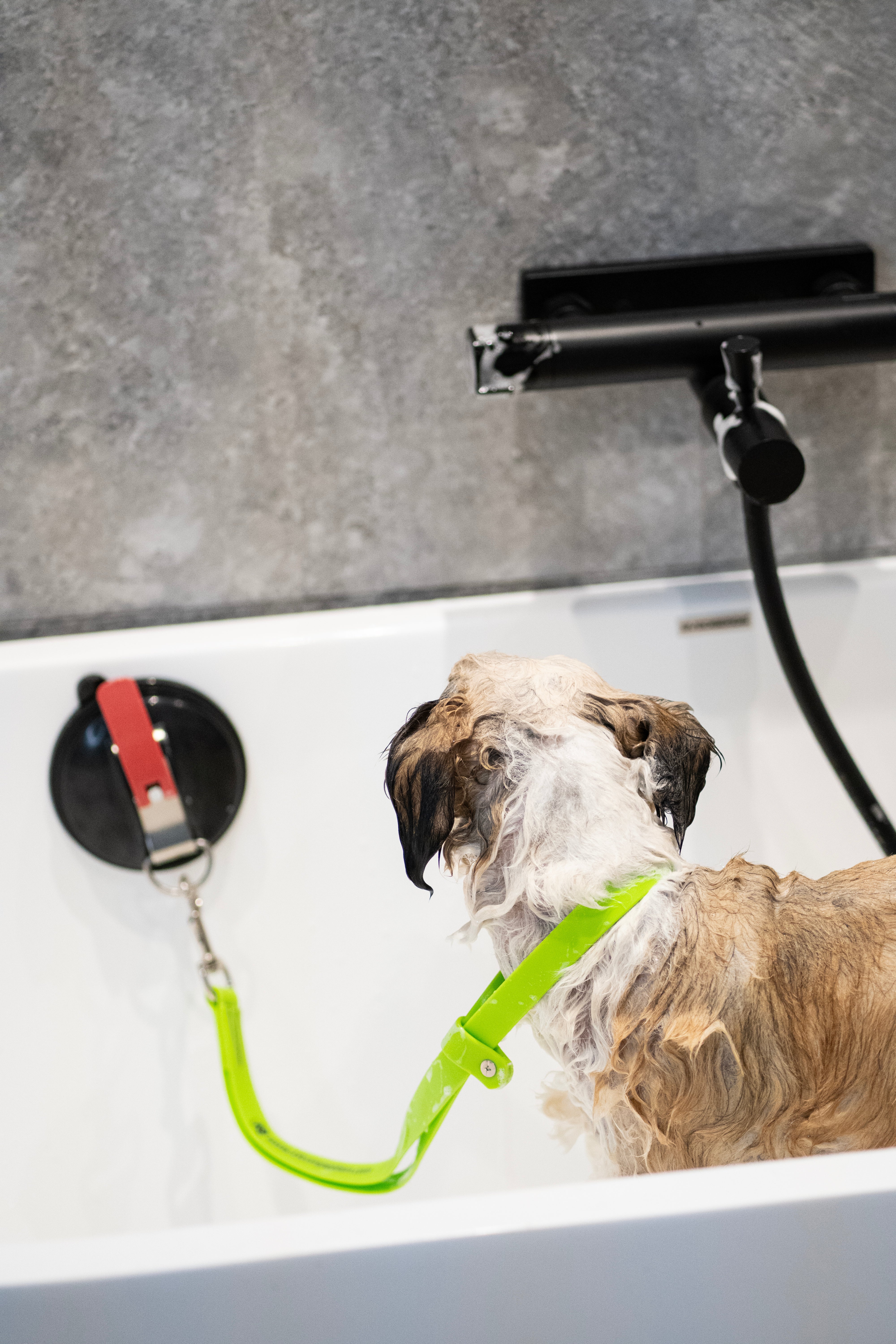K9 Grooming Loop